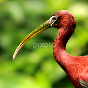 by Zaidan Fikri - Animals Birds