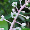 American Pokeweed