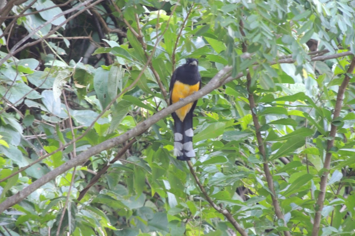 Black-headed Trogon