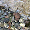 American Toad