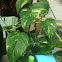 Heart-leaf Philodendron