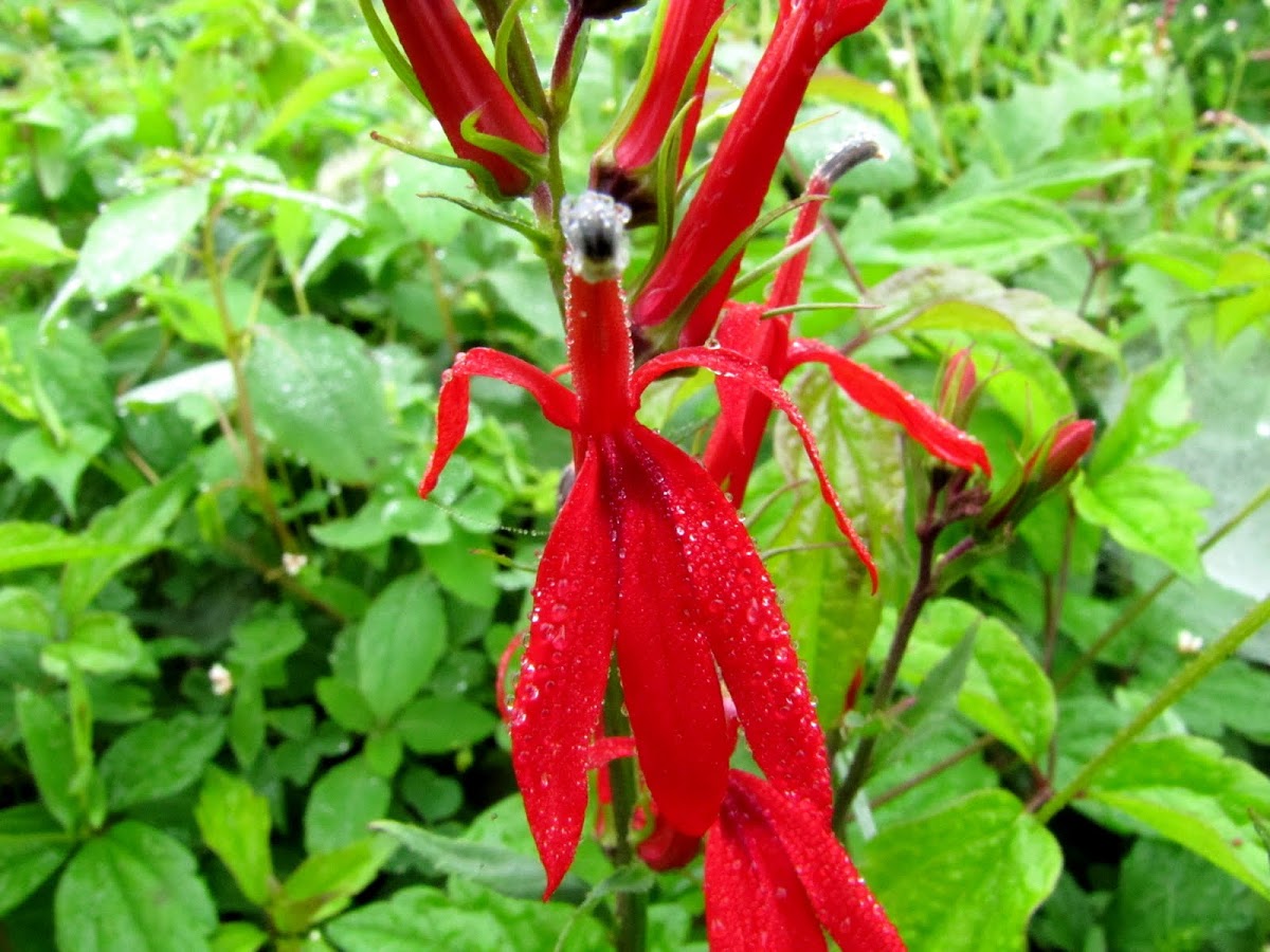 Cardinal Flower