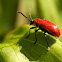 Red Lilly Beetle