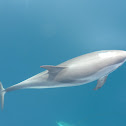 Delfín listado