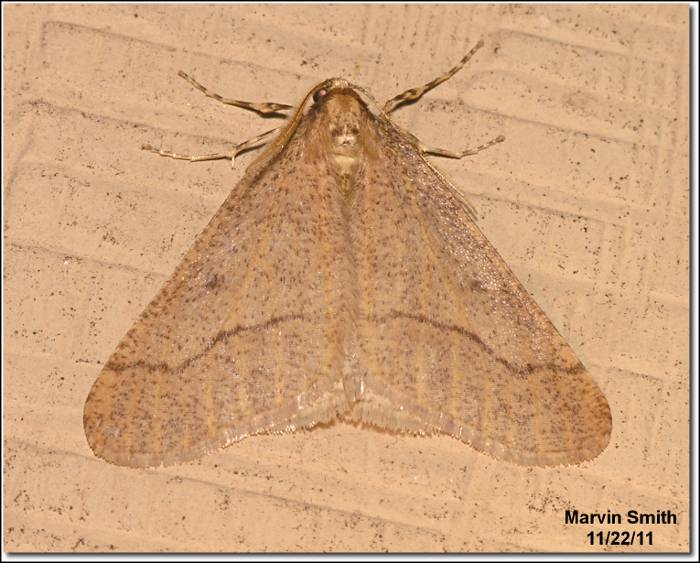 Linden Looper Moth