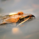 Wood frog