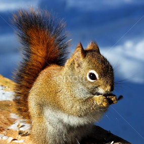 by Christiane Ouellet - Animals Other