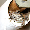 Tree frog / Foam nest frog