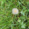 near Coprinus plicatilis