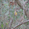 White-tipped Dove