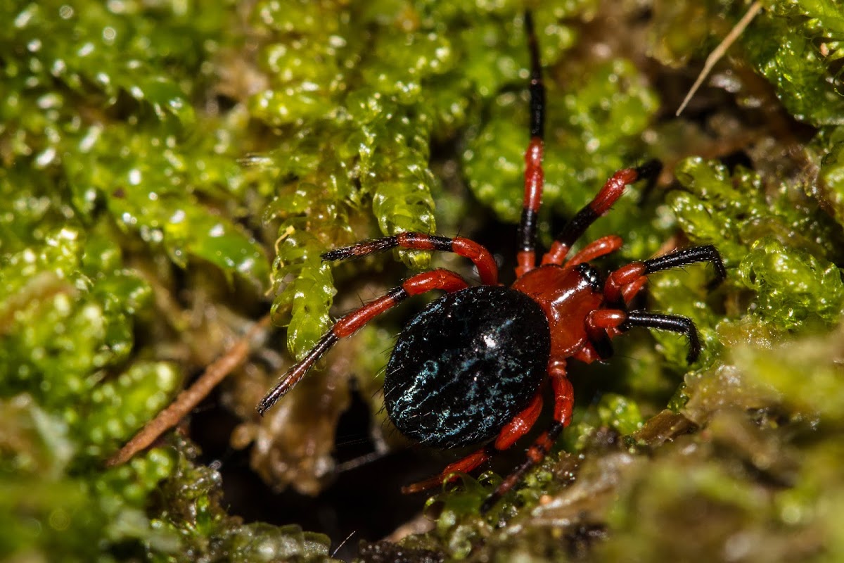 Red and Black Spider