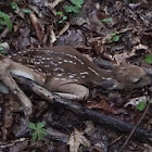 White-tailed Deer Fawn and adult buck.