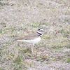 Killdeer