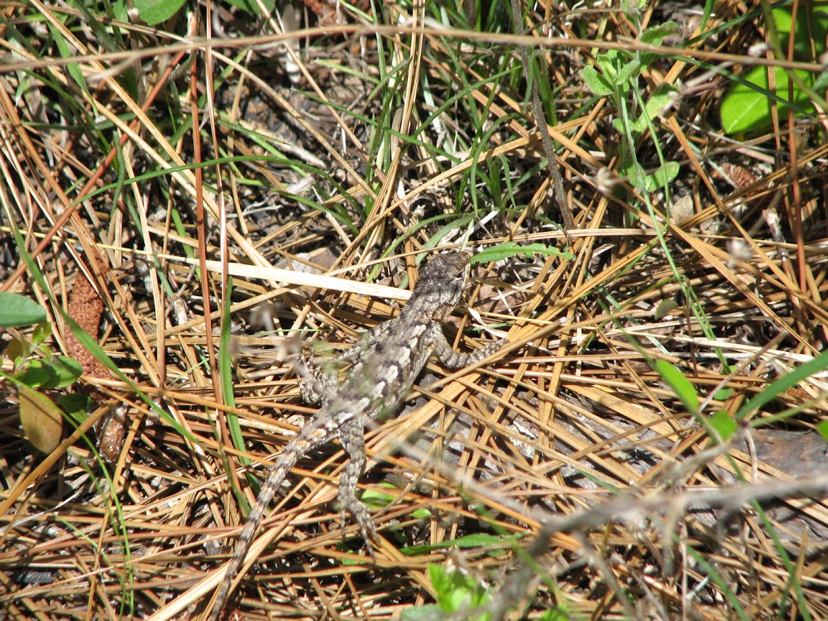 eastern fence lizard