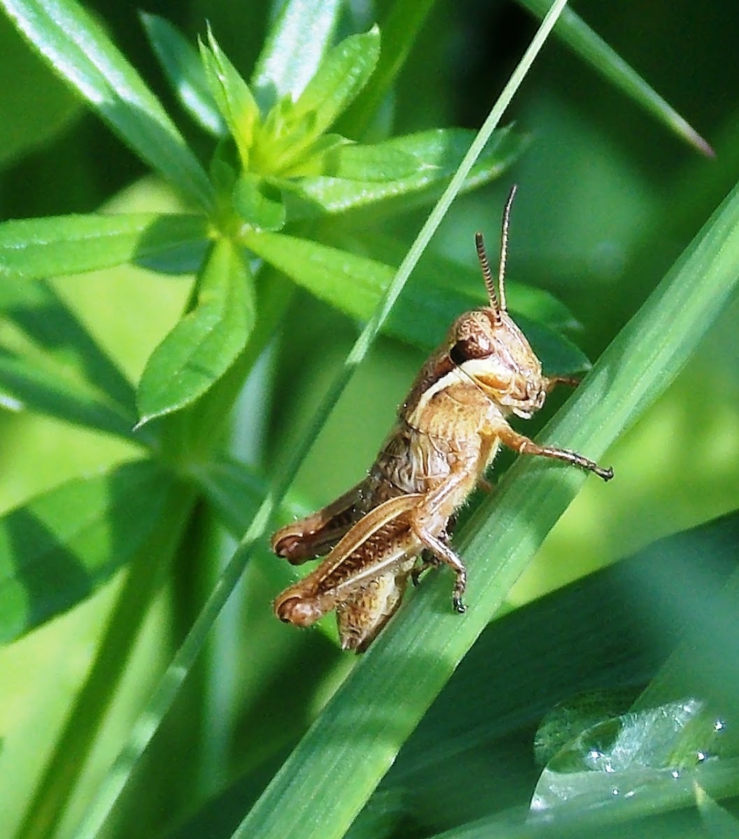 Short-horned Grasshopper (Nymph)
