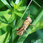 Short-horned Grasshopper (Nymph)