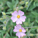 small light pink flowers
