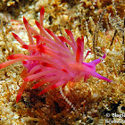 Redline Flabellina