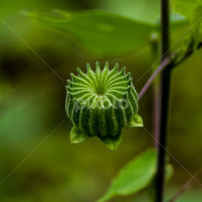 by Vishwas Watwe - Nature Up Close Other Natural Objects