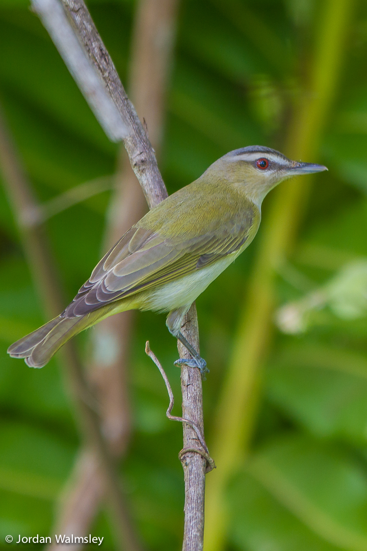 Red-eyed Vireo