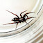 Eastern parson spider