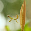 Praying Mantis