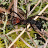 Camponotus cruentatus