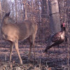 White-tailed Deer and male turkey