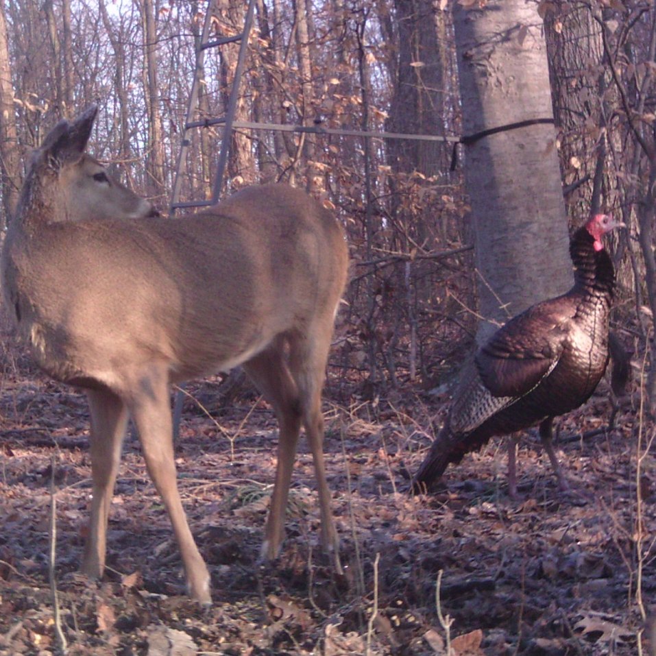 White-tailed Deer and male turkey