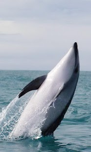 How to install Graceful killer whale 1.0 apk for android