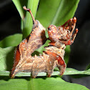 Lobster moth caterpillar