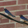 Barn Swallow (adult & juv.)