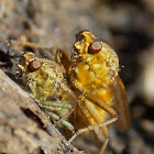 Golden Dung Fly, (mating pair).