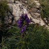 Aconitum napellus