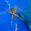 Pointed Garden orb web spider