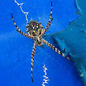 Pointed Garden orb web spider