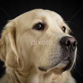 Dudley Dog by Mike Woodford - Animals - Dogs Portraits