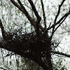 Black-backed least bittern nest