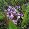 Fairy Slipper