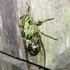 Soldier Cicada