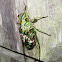 Soldier Cicada