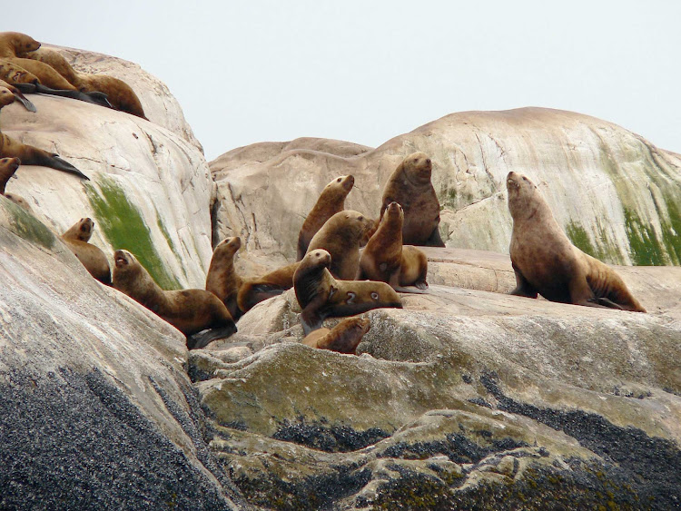 Stellar sea lions of the rocks of Marble Islands in Glacier Bay National Park.
