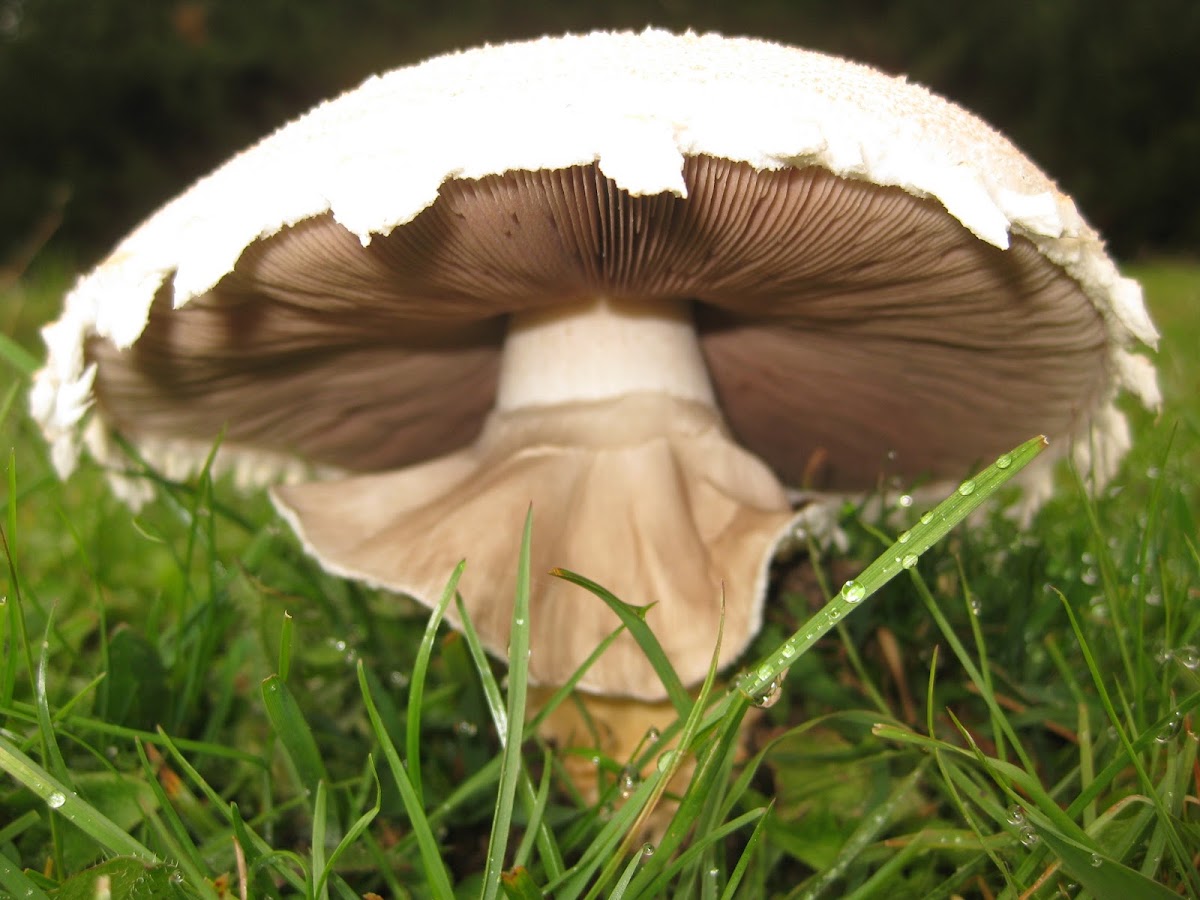 edible horse mushroom Project Noah