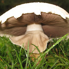 edible horse mushroom