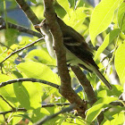 Willow flycatcher