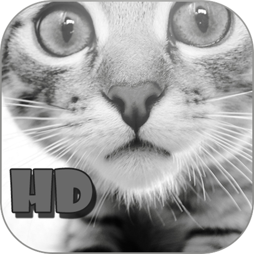 Cats  HD Wallpapers Galaxy S3 個人化 App LOGO-APP開箱王