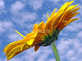 yellow gerber by LADOCKi Elvira - Flowers Single Flower