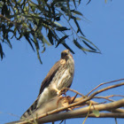 Red Tailed Hawk (Juvenile)