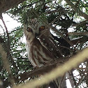 Northern Saw-whet Owl