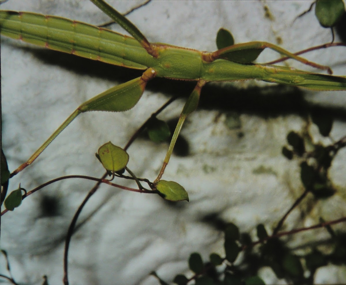 Children's Stick Insect (♀)